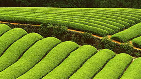 ֻЄ(chung)a(chn)g(sh)ƄЙCr(nng)I(y)l(f)չ