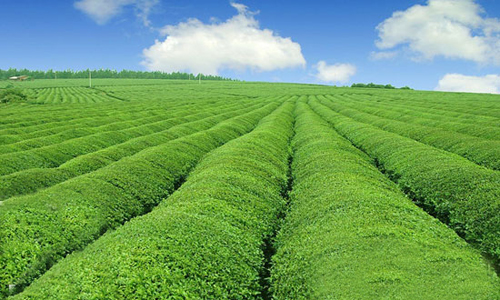 ЙC(j)ʮa(chn)I(y)l(f)չķ