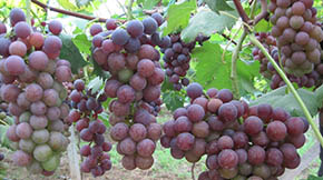 e|(zh)ЧѮa(chn)I(y)