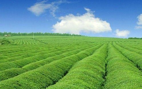 Cʡ_h(chung)B(ti)ѭh(hun)l(f)չģʽGɫl(f)չģʽ