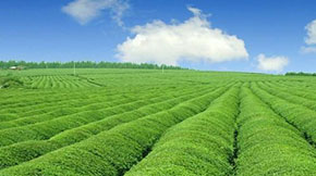 ɽ|Rѭh(hun)ģʽM(jn)B(yng)ֳa(chn)I(y)Gɫɳm(x)l(f)չ