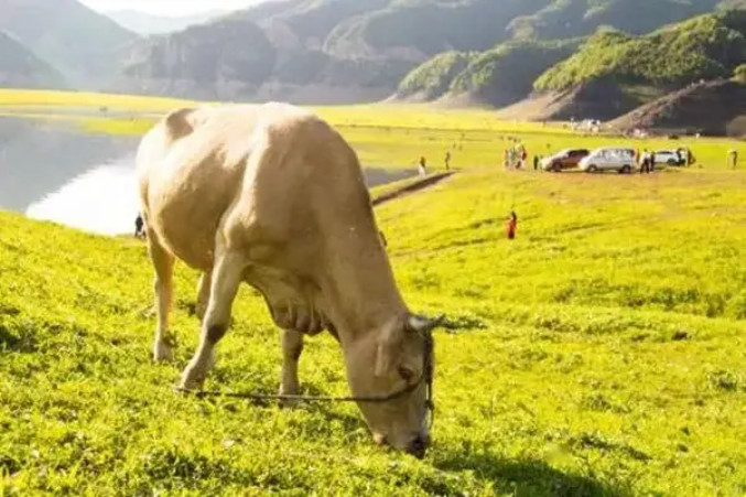 ݼSYԴЙCʵȾGɫĿՈaN?