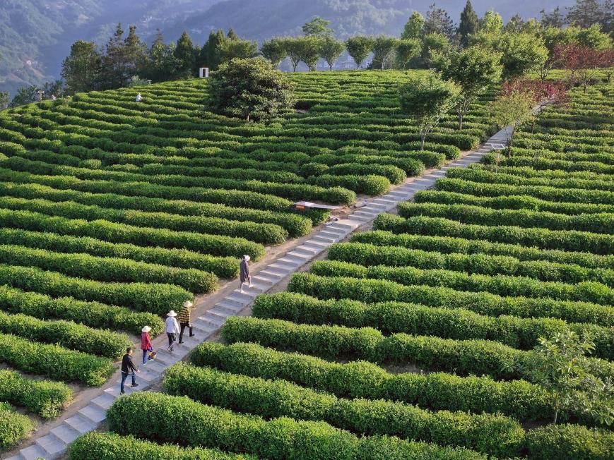 ȫGɫNB(yng)ѭh(hun)r(nng)I(y)ԇc(din)hݼS۾C_(d)94.5%