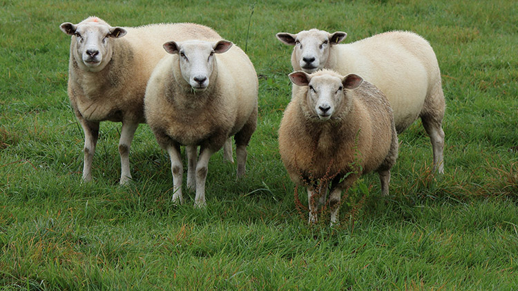 SЙC(j)a(chn)ˇl(f)^