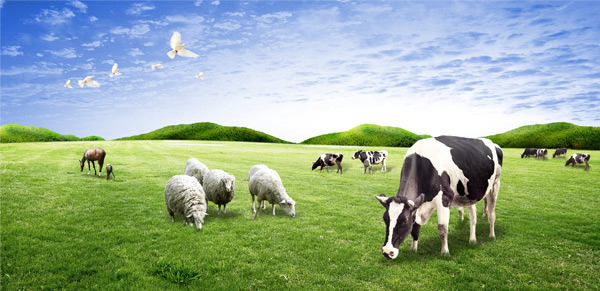 有機肥行業(yè)技術之養(yǎng)殖業(yè)對環(huán)境的損害