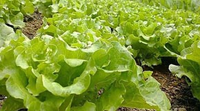 O(sh)ЙC(j)ʏS(gu)ʲôߣ