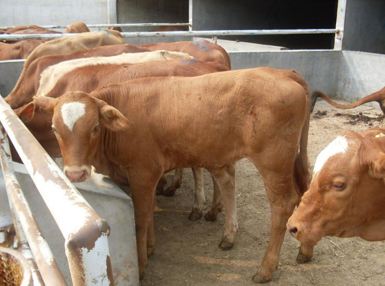 牛糞有機(jī)肥設(shè)備