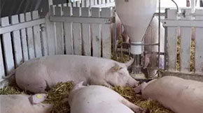 (gu)B(yng)iô̎S۵@ЩֵÌW(xu)(x)